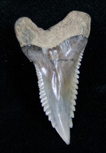 Beautiful Hemipristis Shark Tooth Fossil #10940